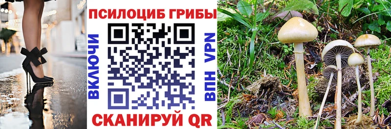Псилоцибиновые грибы Psilocybe Саяногорск
